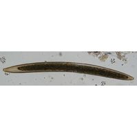 Closterium braunii