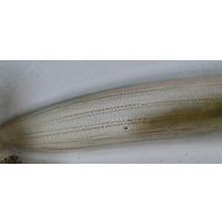 Closterium braunii