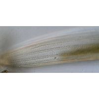 Closterium braunii