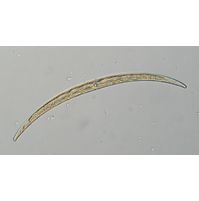 Closterium calosporum