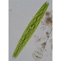 Closterium closterioides