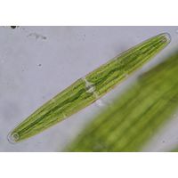 Closterium closterioides
