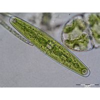Closterium closterioides