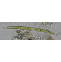 Closterium cornu