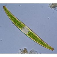 Closterium costatum