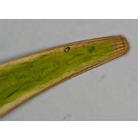 Closterium costatum