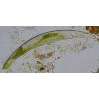 Closterium costatum
