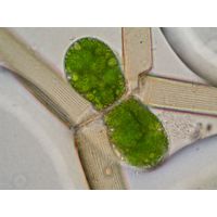 Closterium delpontei