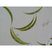 Closterium dianae