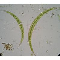 Closterium dianae