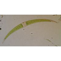 Closterium dianae
