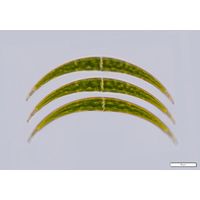 Closterium dianae