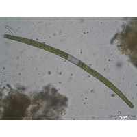 Closterium directum