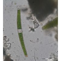 Closterium directum