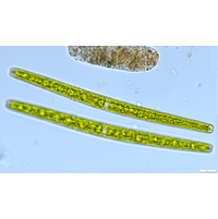 Closterium directum