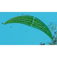 Closterium ehrenbergii