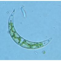 Closterium incurvum
