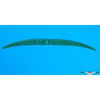 Closterium intermedium