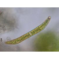 Closterium juncidum