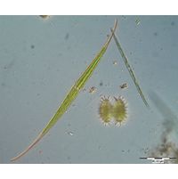 Closterium kuetzingii