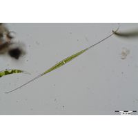Closterium kuetzingii
