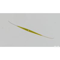 Closterium kuetzingii