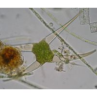 Closterium kuetzingii