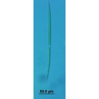 Closterium limneticum
