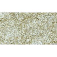 Closterium limneticum
