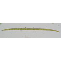 Closterium lineatum