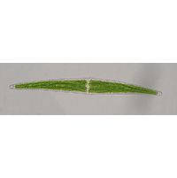 Closterium littorale