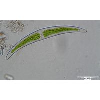 Closterium littorale