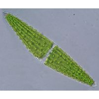 Closterium lunula