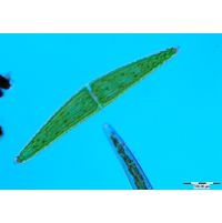 Closterium lunula