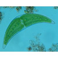 Closterium moniliferum