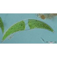 Closterium moniliferum