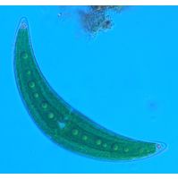 Closterium moniliferum