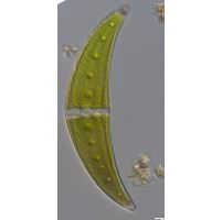 Closterium moniliferum