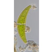 Closterium moniliferum