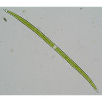Closterium praelongum