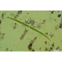 Closterium praelongum