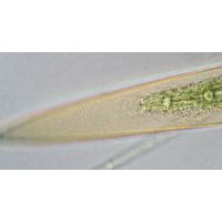 Closterium pritchardianum
