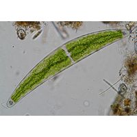 Closterium