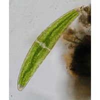 Closterium