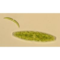 Closterium pseudopygmaeum