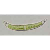 Closterium pseudopygmaeum
