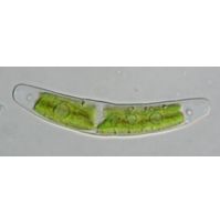 Closterium pusillum