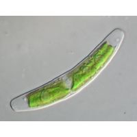Closterium pusillum