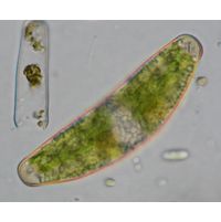 Closterium