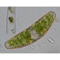 Closterium